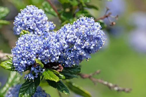 Close up macro image of blueblossom flowers, Ceanothus thyrsiflorus